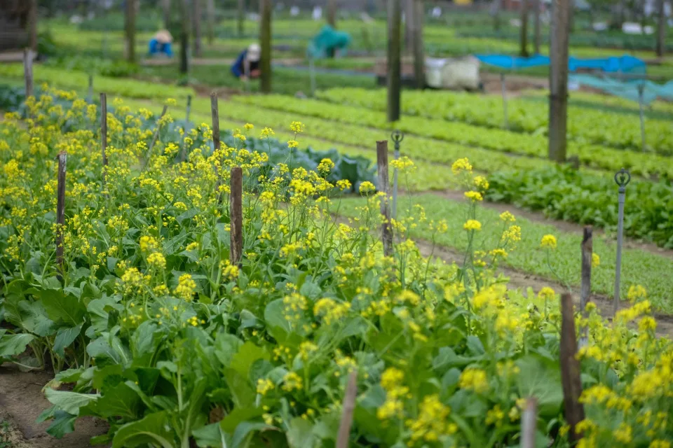 Luống rau mới xuống giống